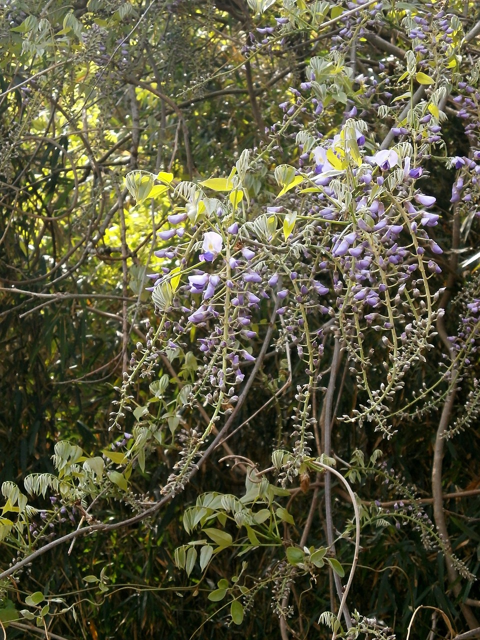 wisteria spring flowers woods free photo