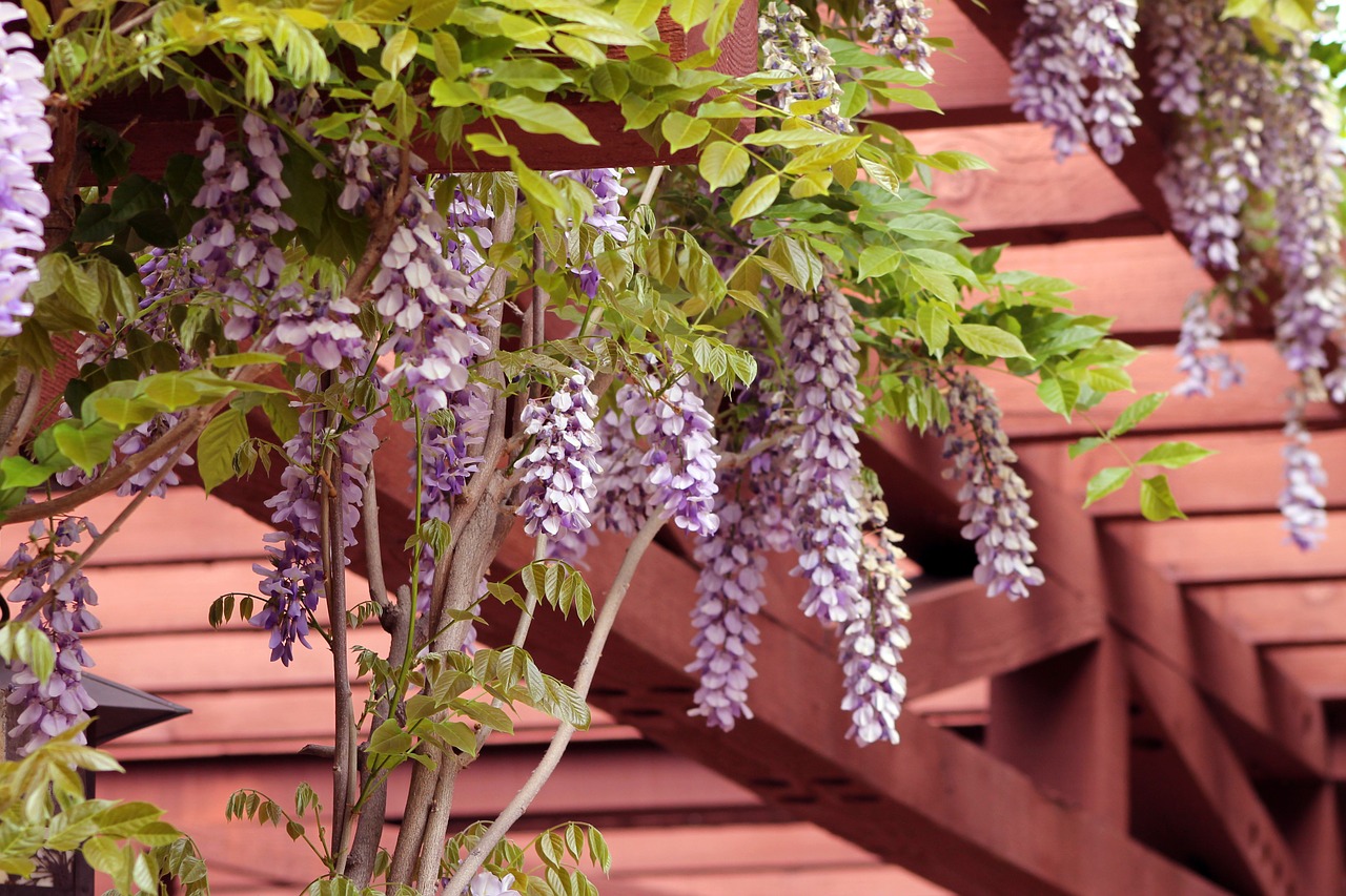 wisteria garden pergola free photo