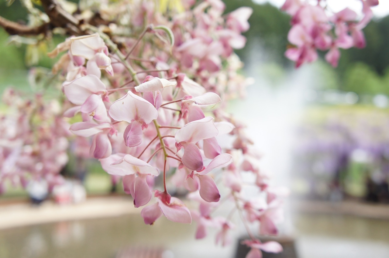 wisteria natural flowers free photo