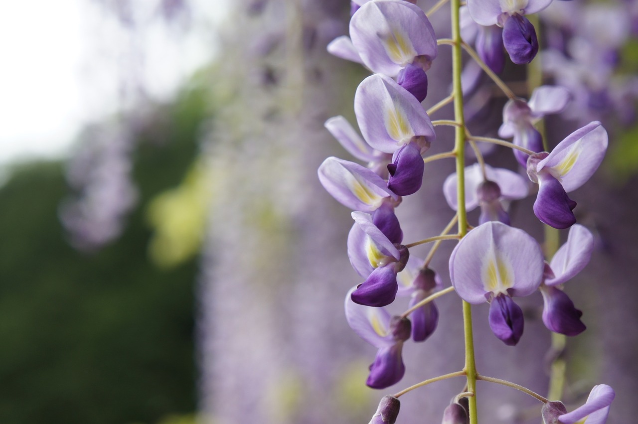 wisteria natural flowers free photo