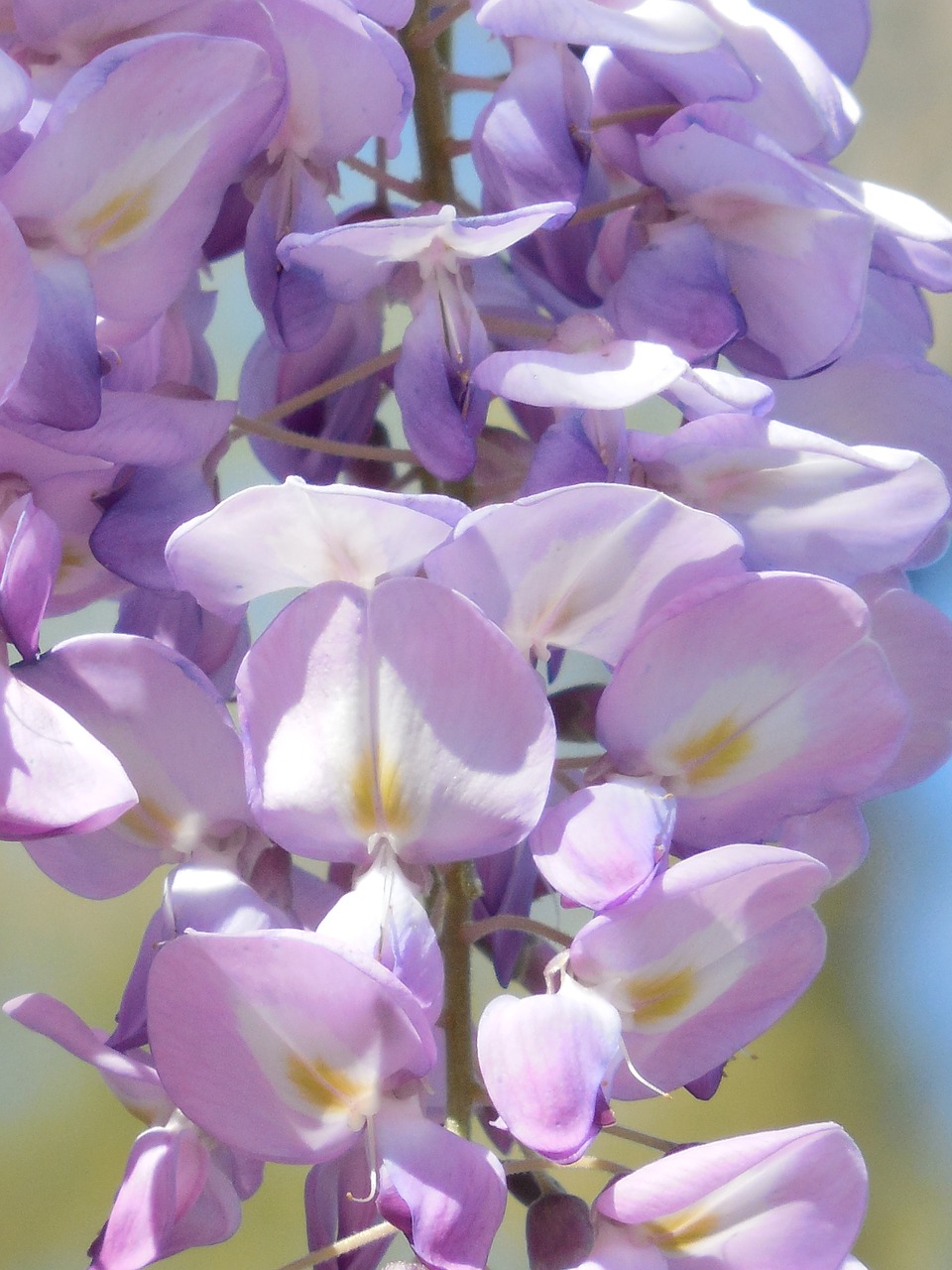 wisteria bloom purple free photo