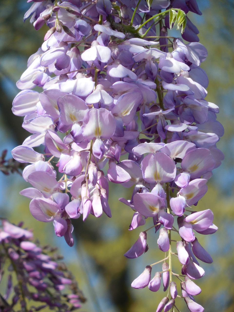 wisteria bloom purple free photo