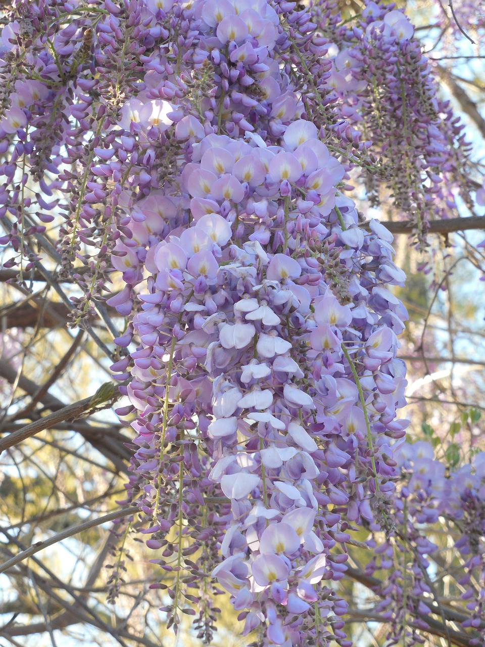 wisteria bloom purple free photo