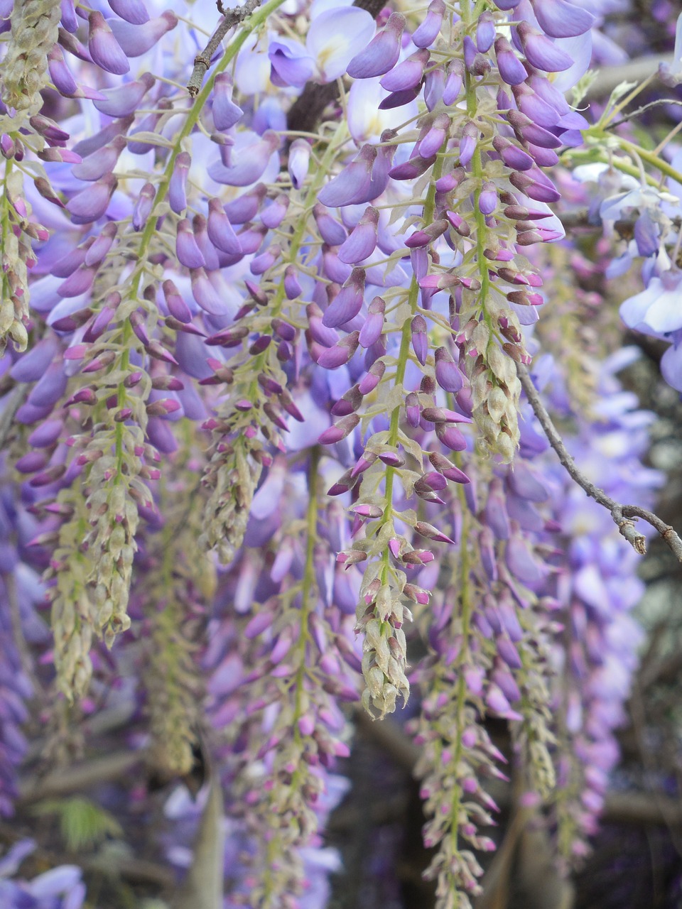 wisteria bloom purple free photo