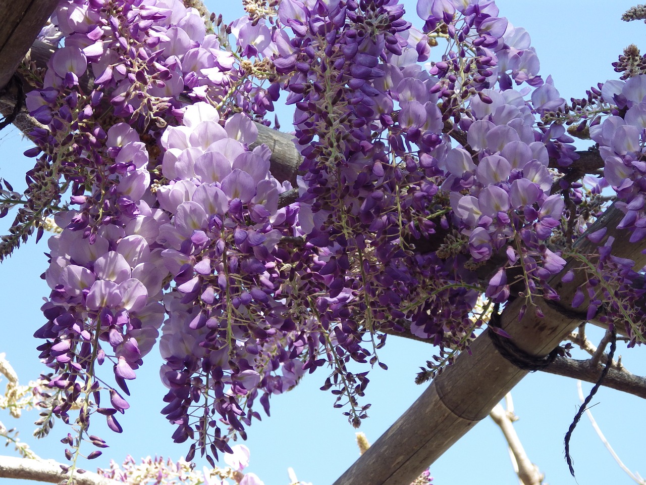 wisteria flower spring free photo