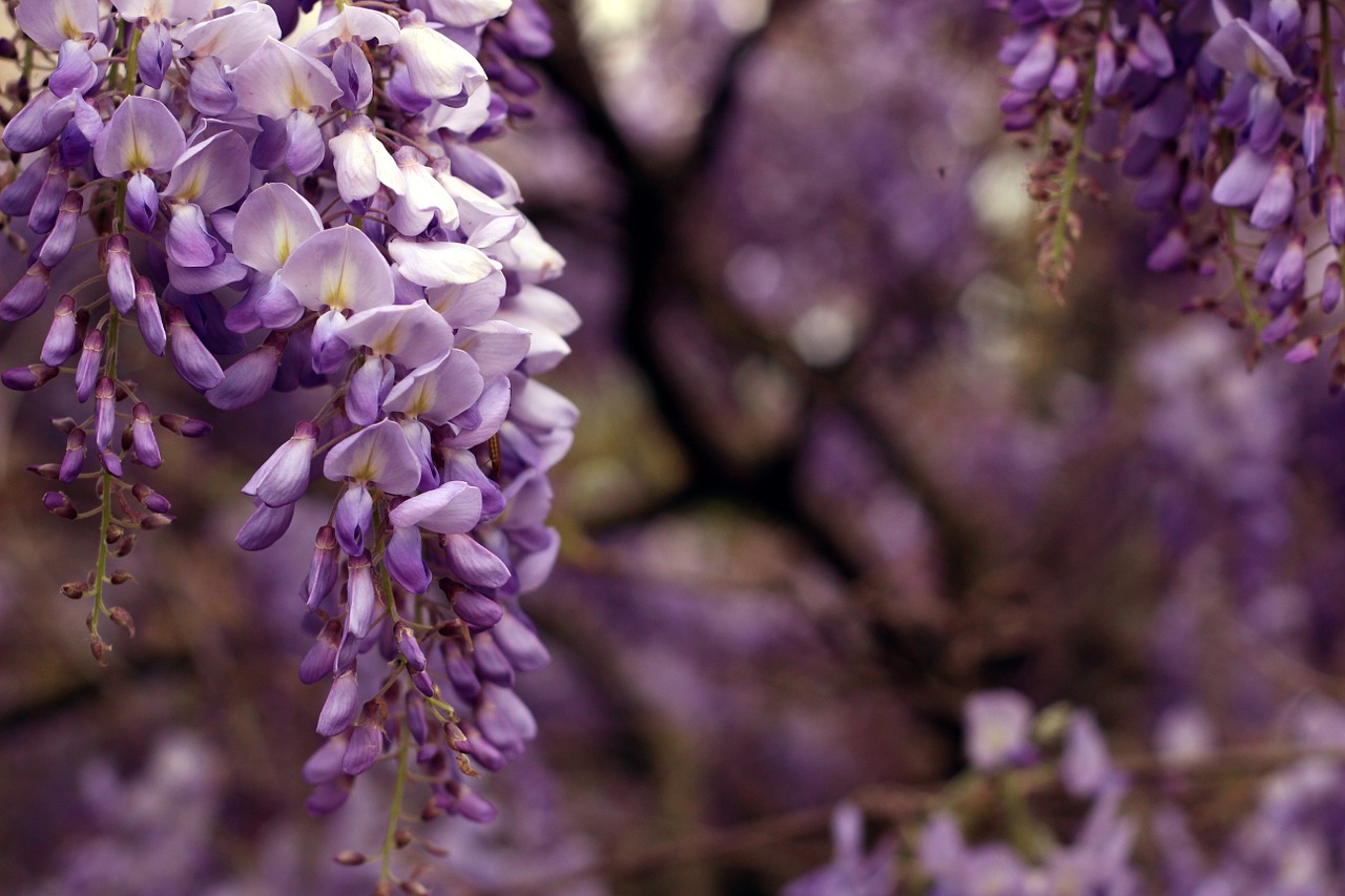 wisteria bloom garden free photo