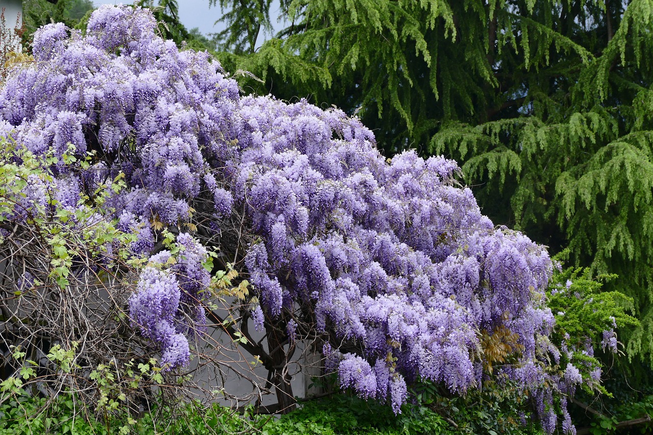 wisteria flowers viola free photo