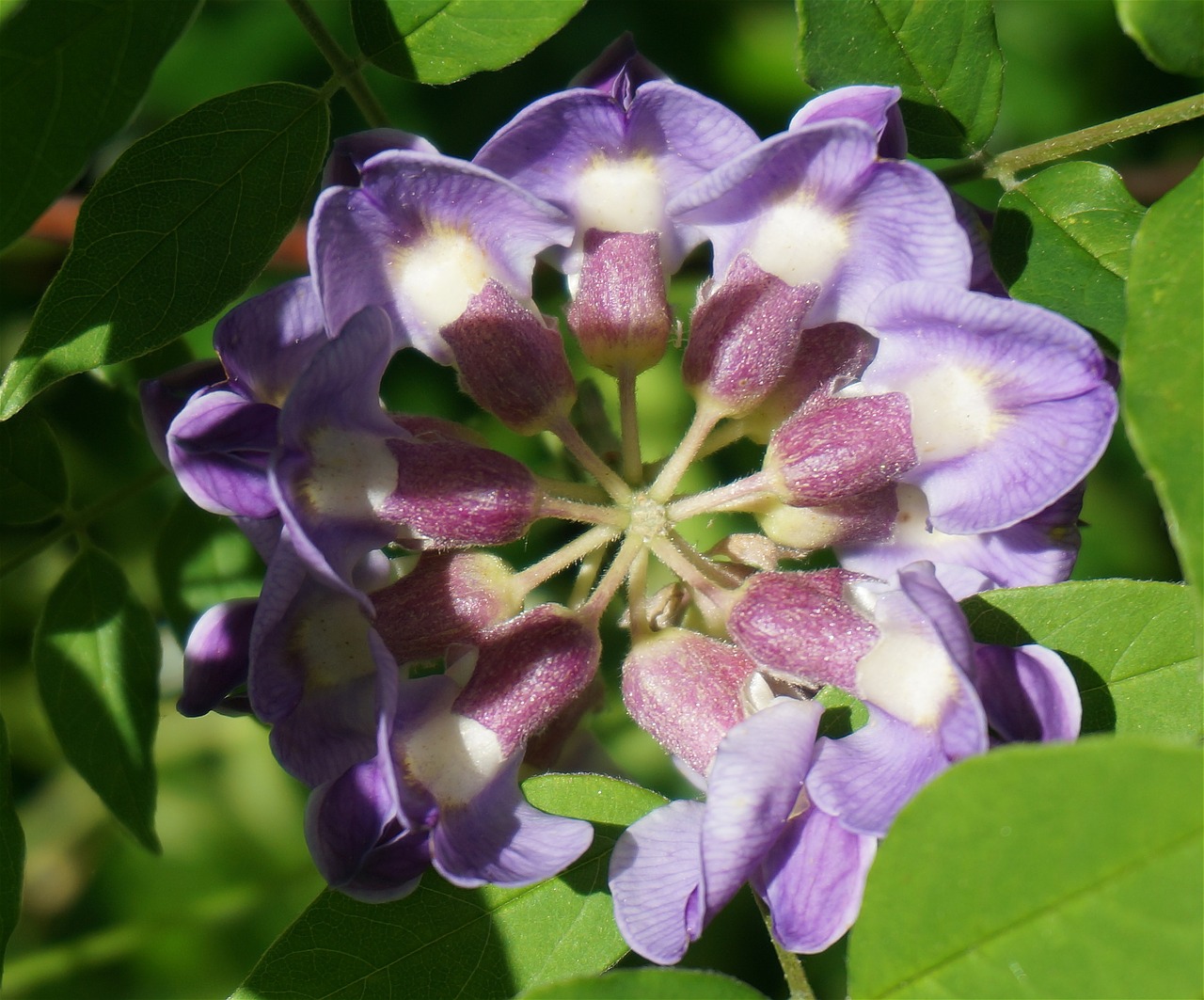 wisteria top-down plants free photo