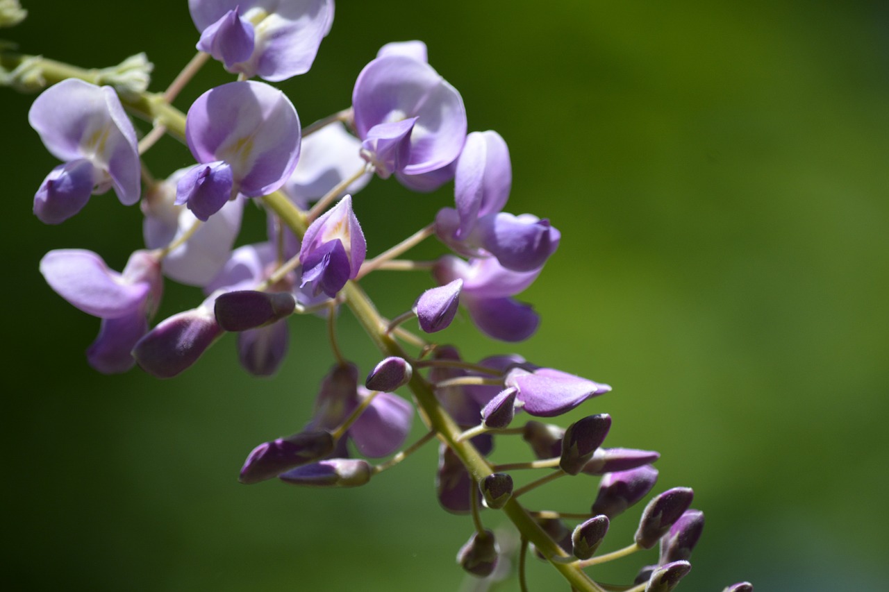 wisteria flower purple free photo