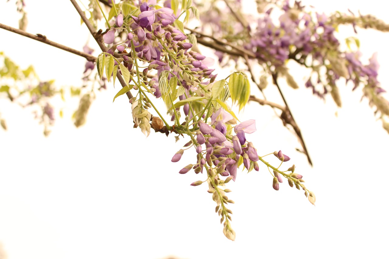 wisteria flower spring free photo