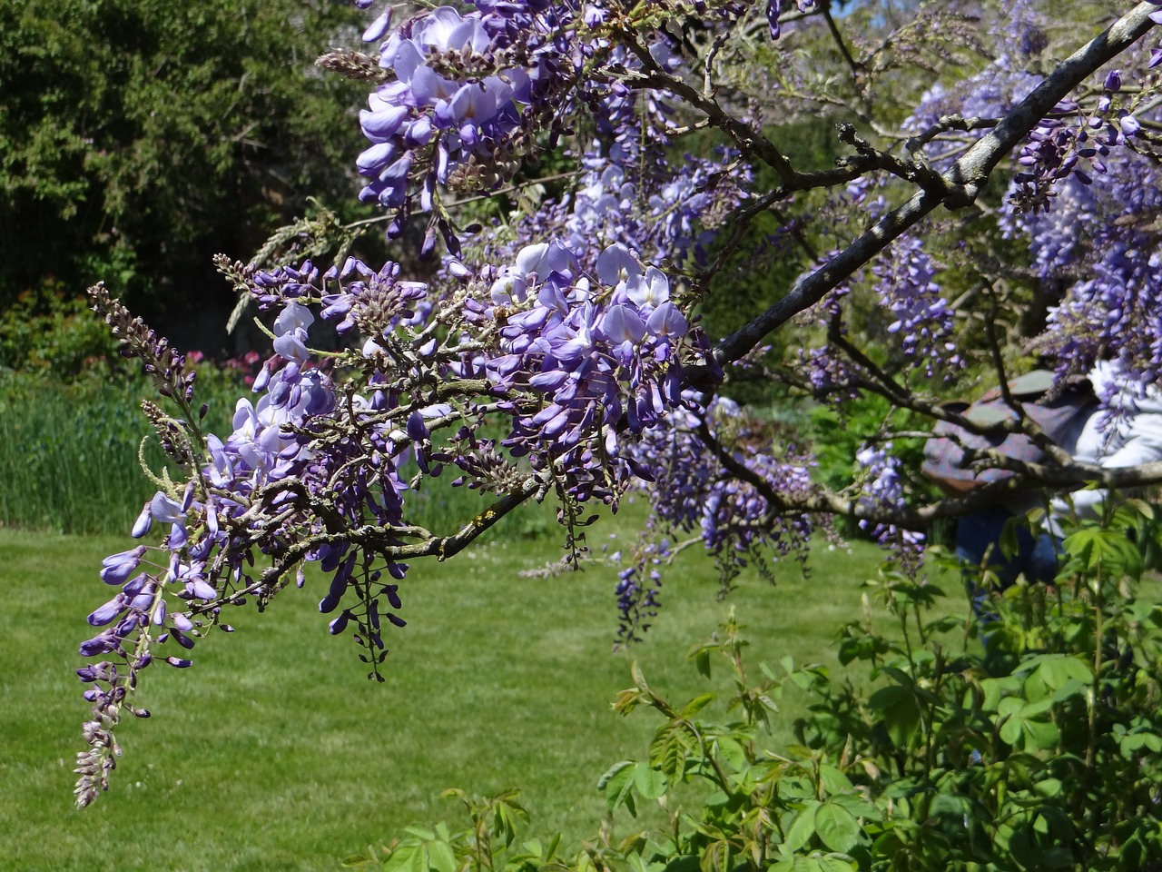 wisteria spring purple free photo