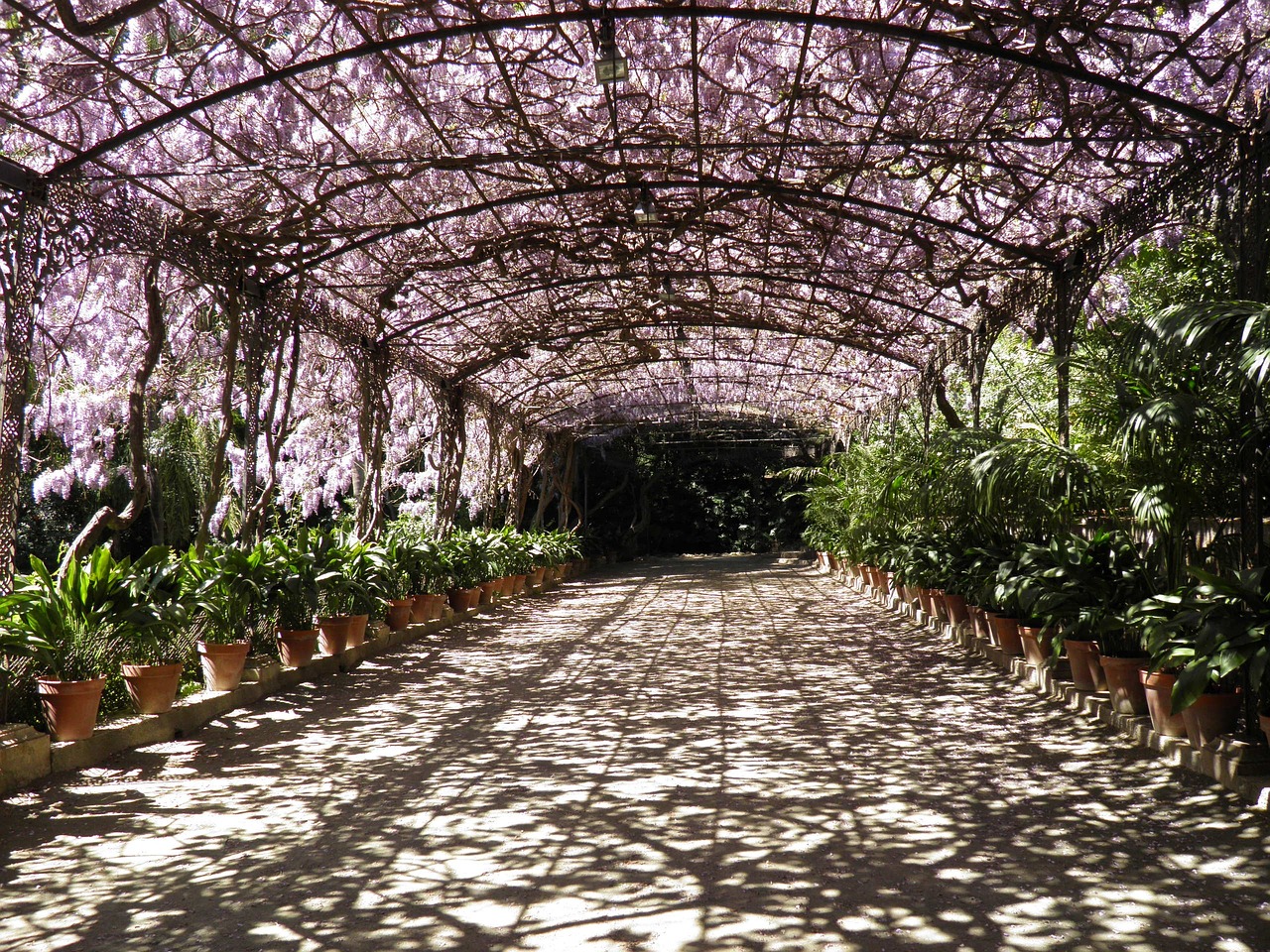 wisteria malaga botanical garden free photo