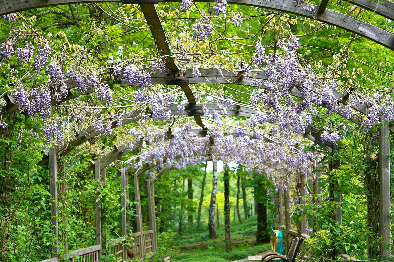 wisteria flowers flowering free photo