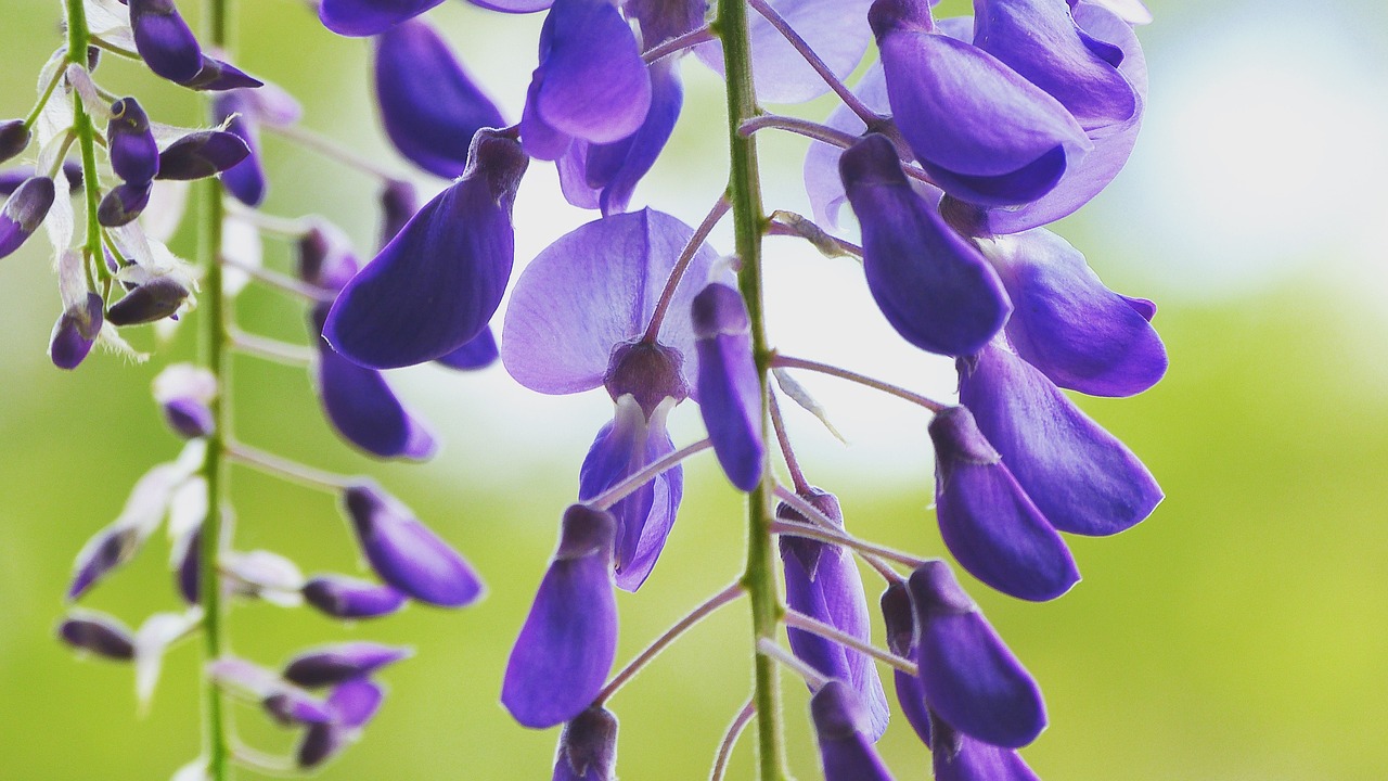 wisteria flower bloom free photo