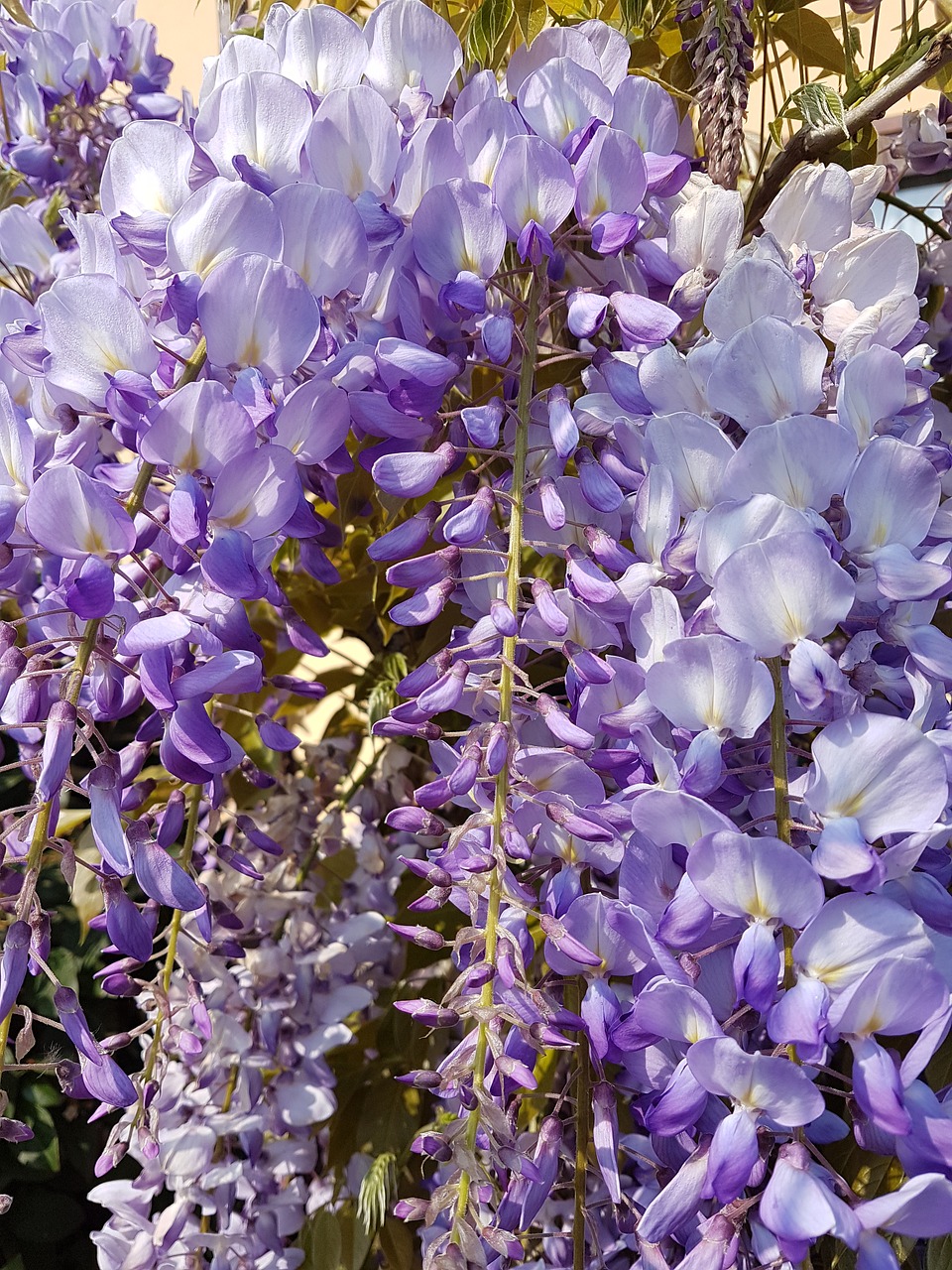 wisteria violet flowers free photo