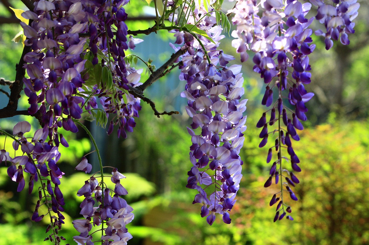 wisteria string summer free photo