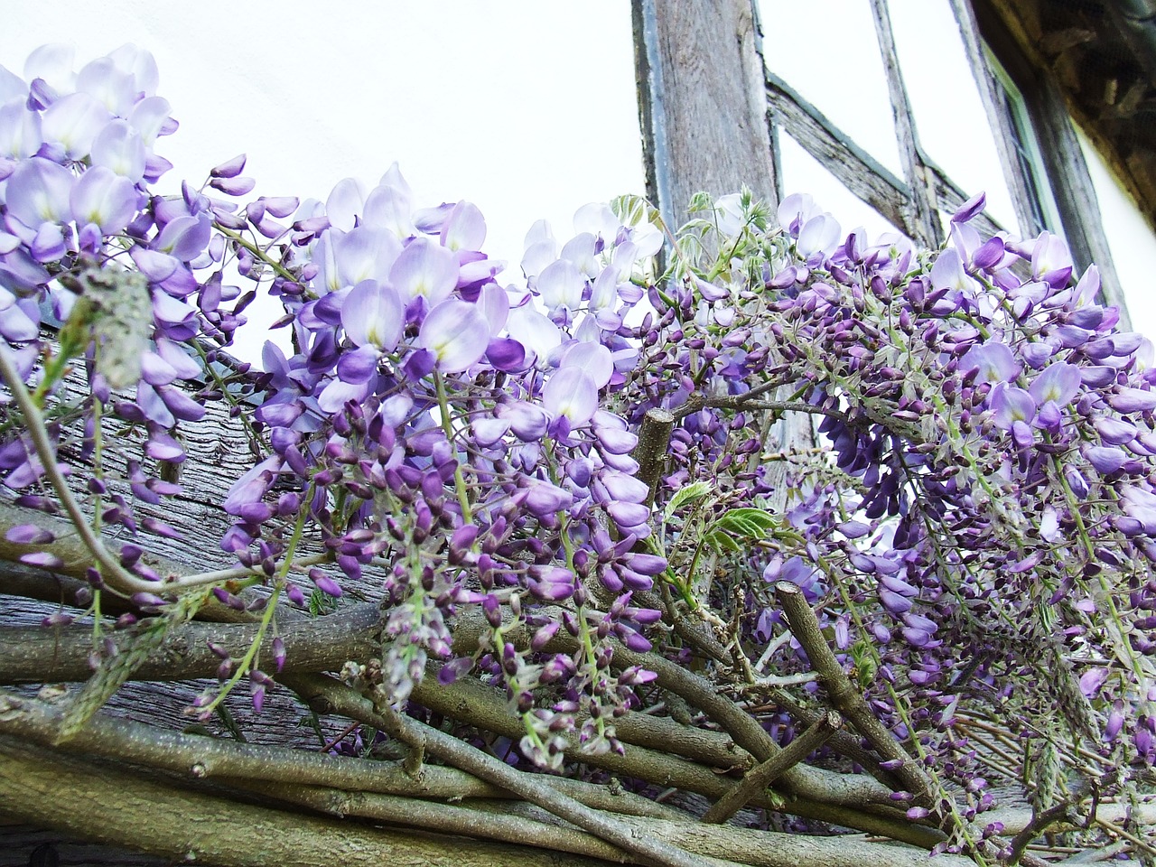 wisteria purple spring free photo