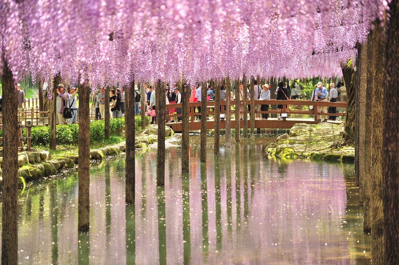 wisteria wisteria trellis reflection free photo