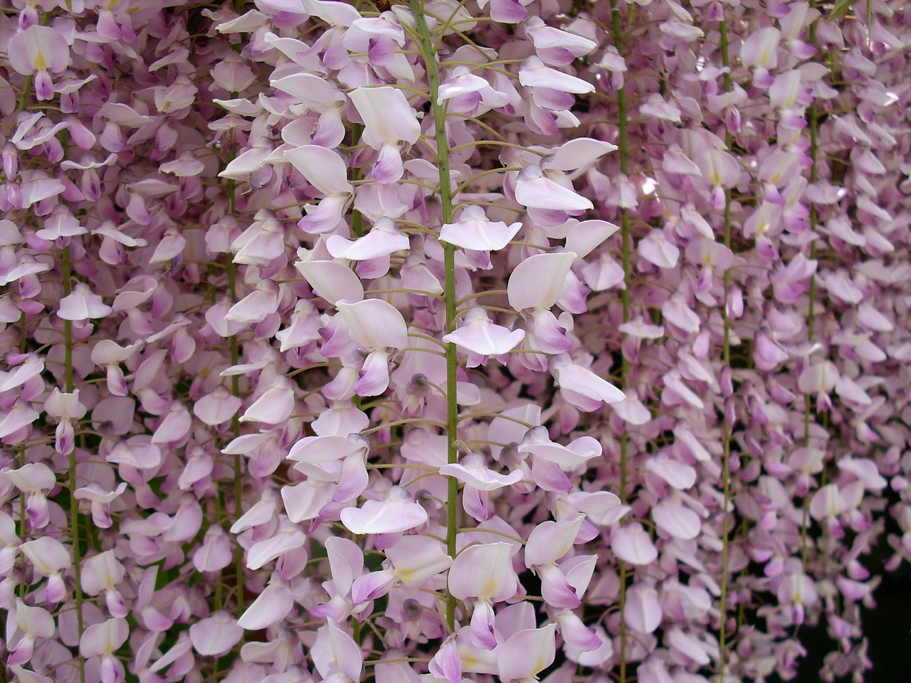 wisteria flower garden free photo
