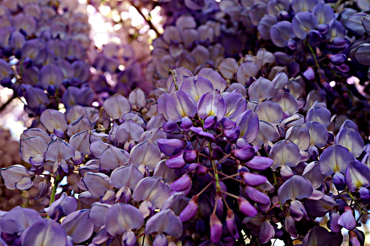 wisteria floral spring free photo