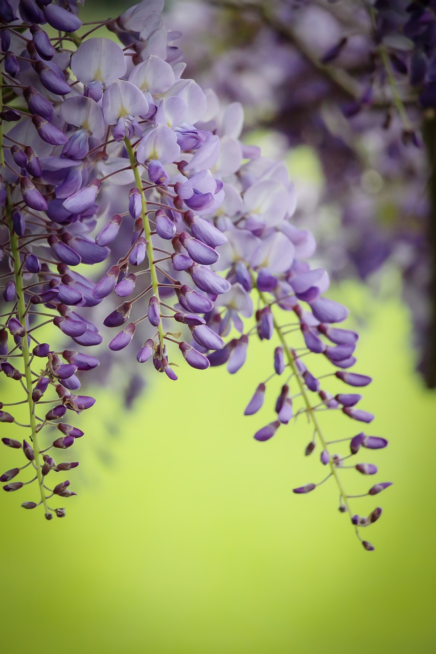 wisteria purple spring free photo