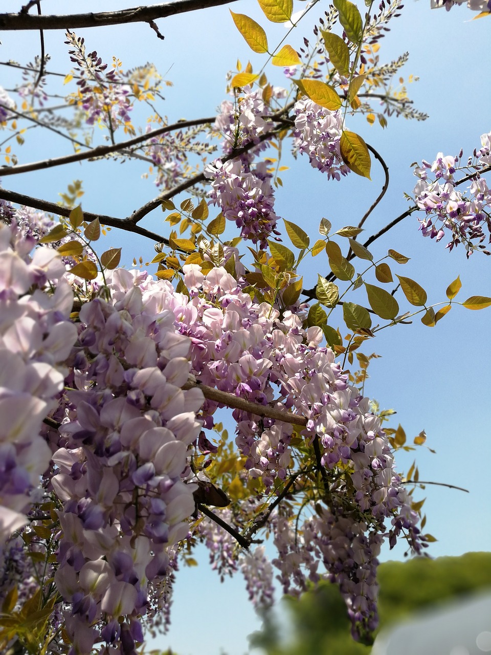 wisteria tree flower free photo