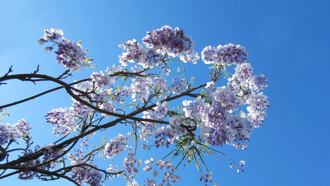 wisteria  branch  flower free photo