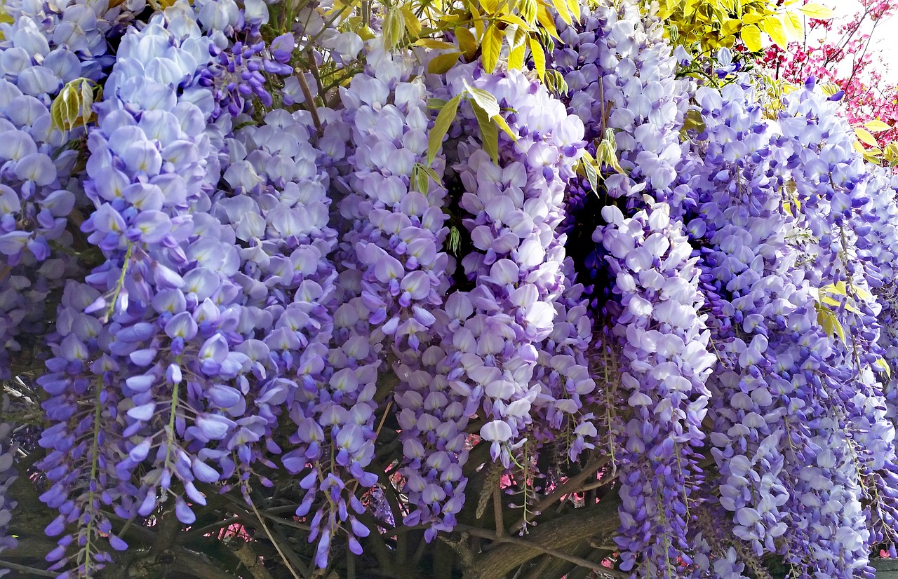 wisteria  flower  nature free photo