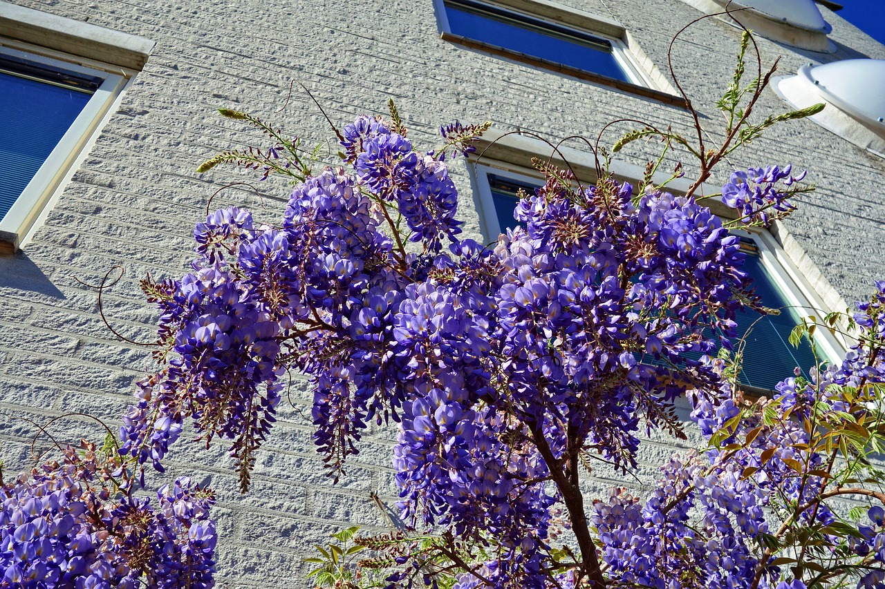 wisteria  plant  flower free photo