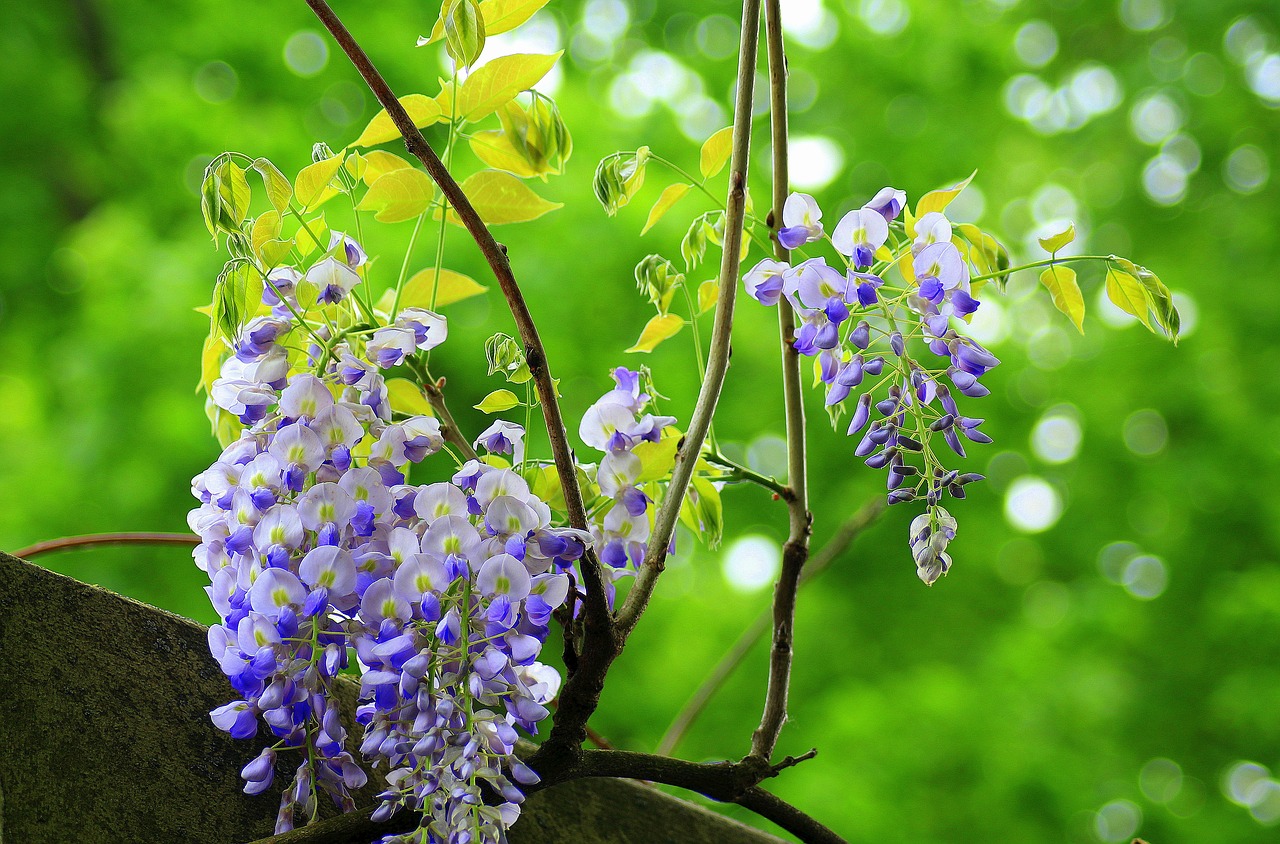 wisteria  nature  plant free photo