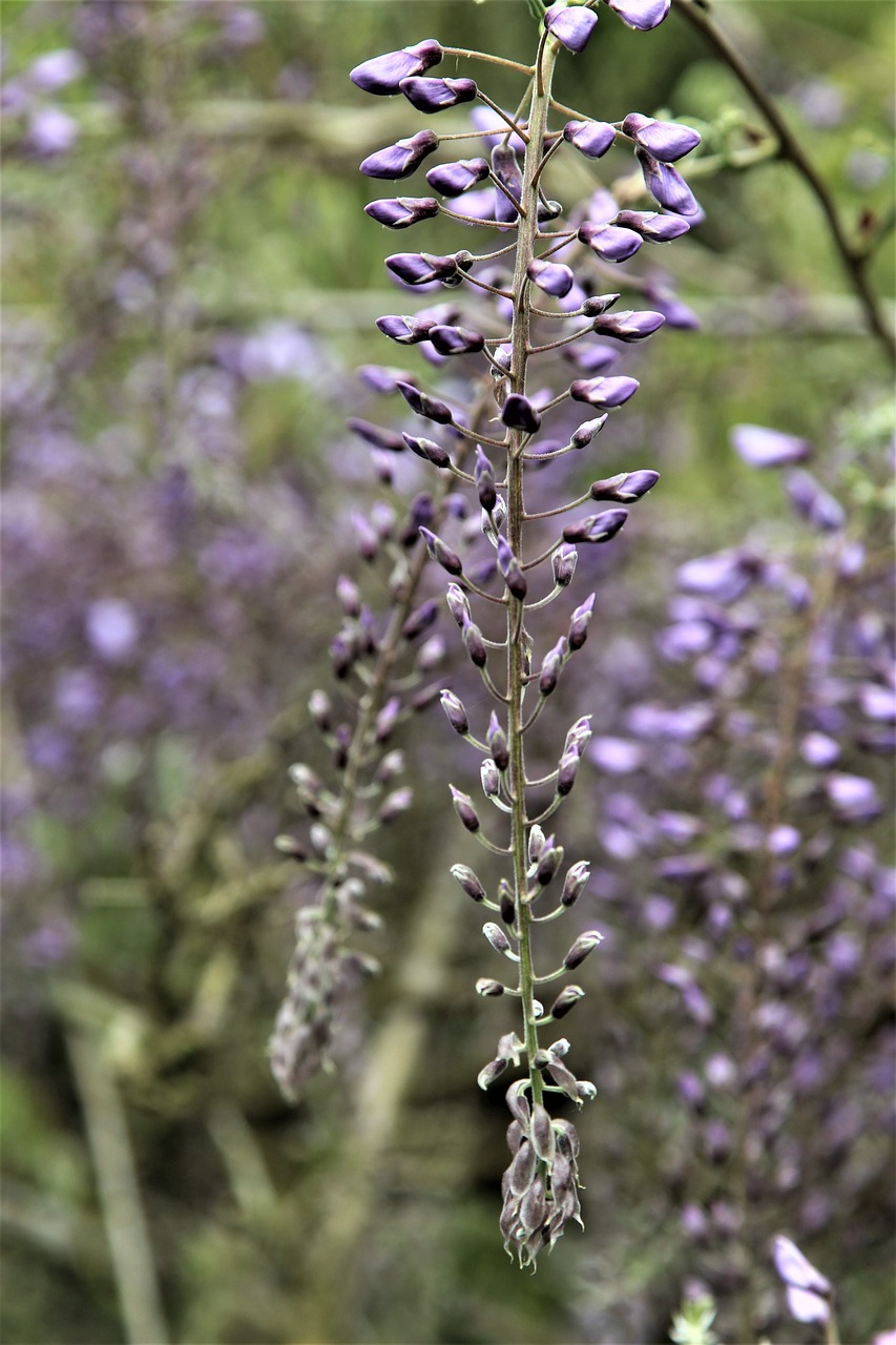 wisteria  flower  bloom free photo