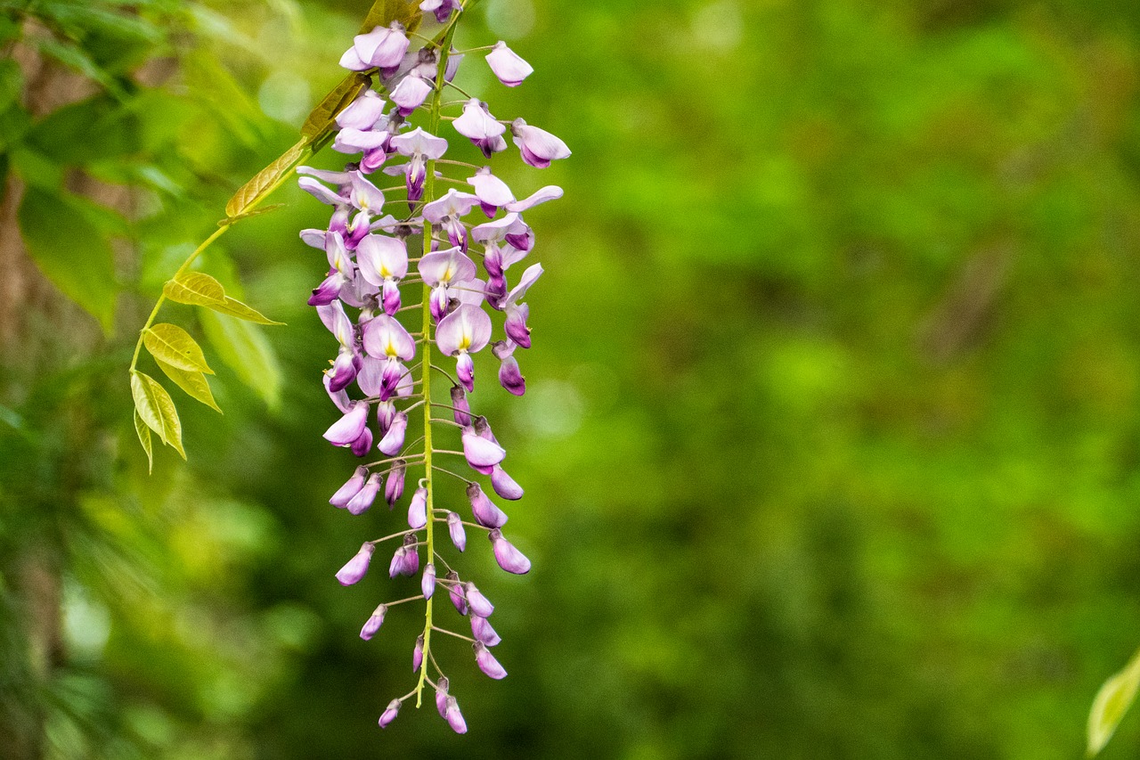 wisteria  flower  spring free photo