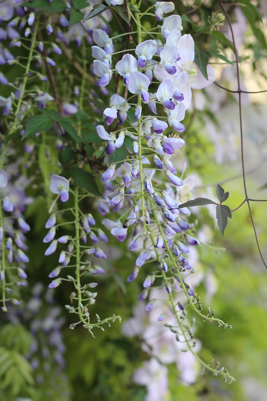 wisteria  scent  aroma free photo