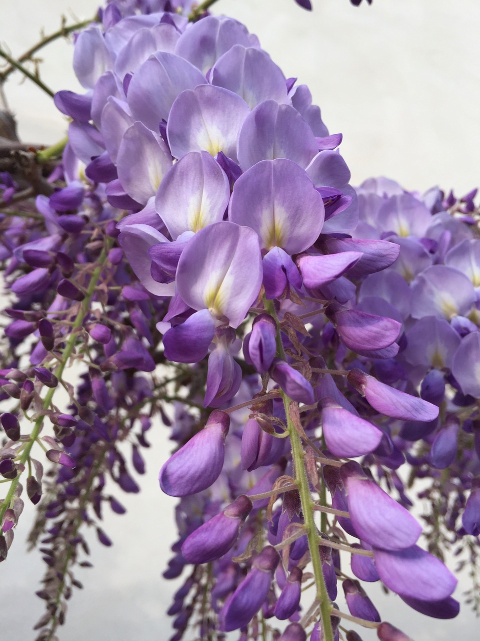 wisteria  flower  lilac free photo