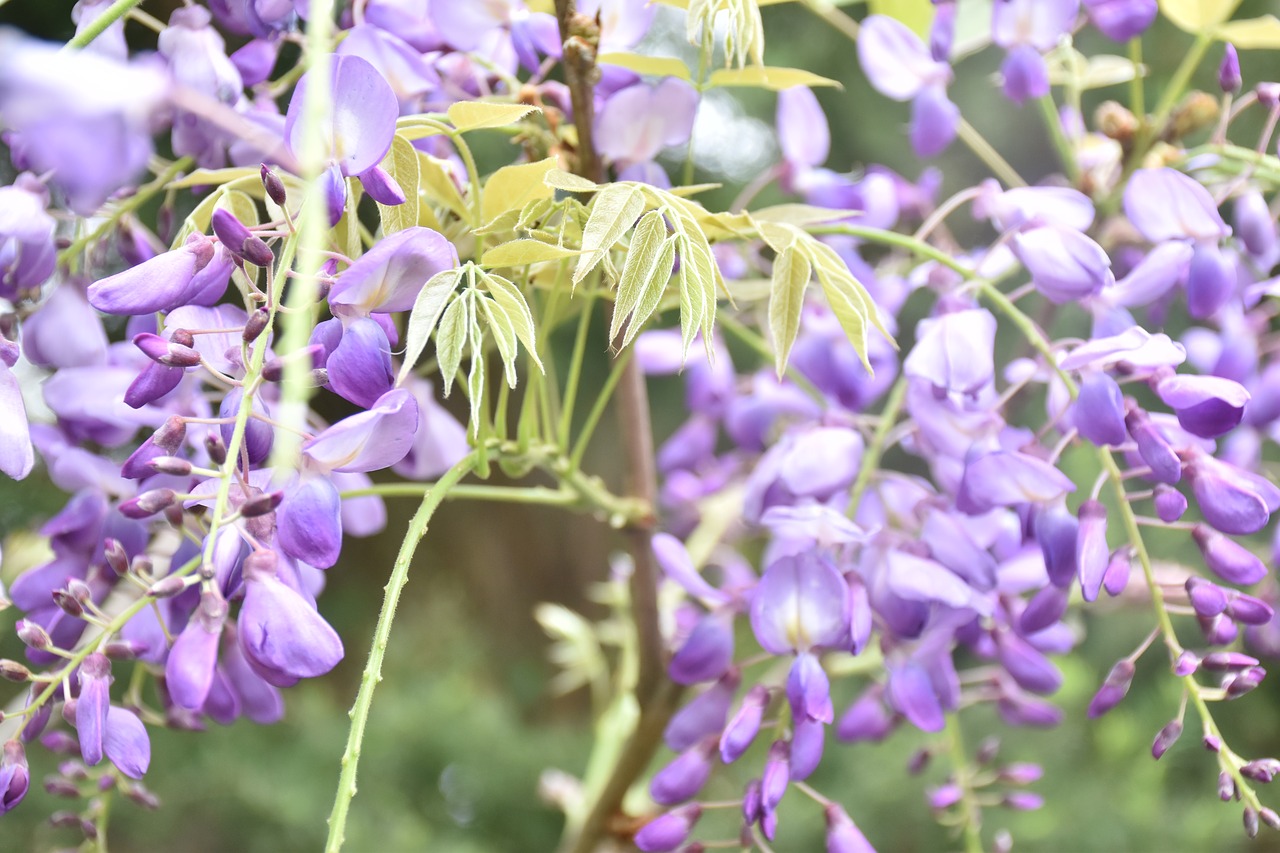 wisteria  flower  nature free photo