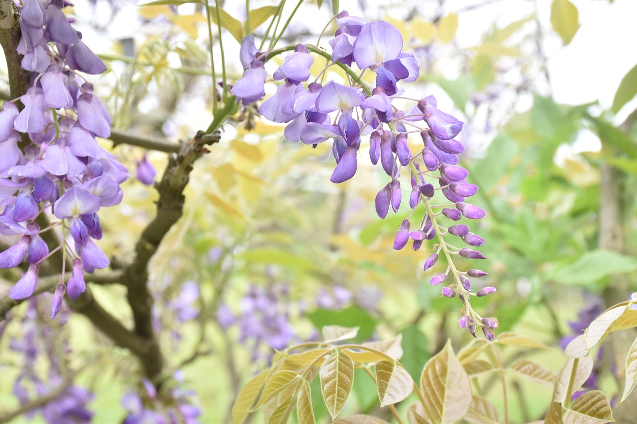 wisteria  flower  nature free photo