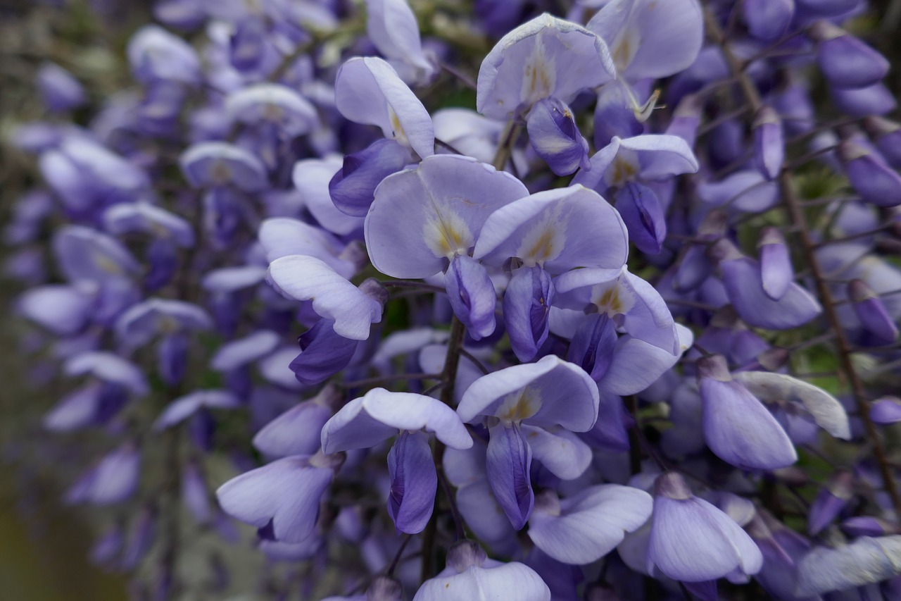 wisteria  spring  flower free photo