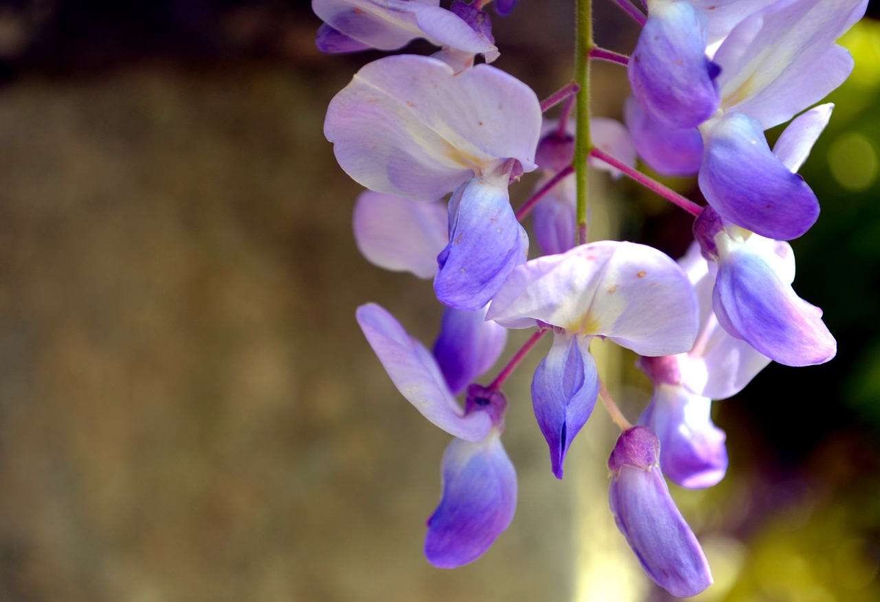 wisteria  flower  spring free photo