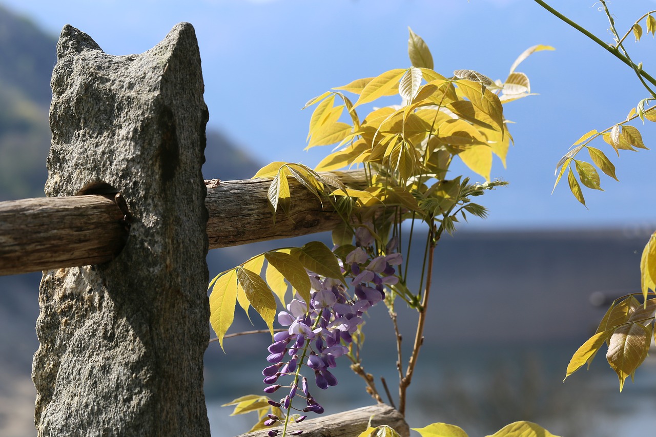 wisteria  blue rain  purple free photo