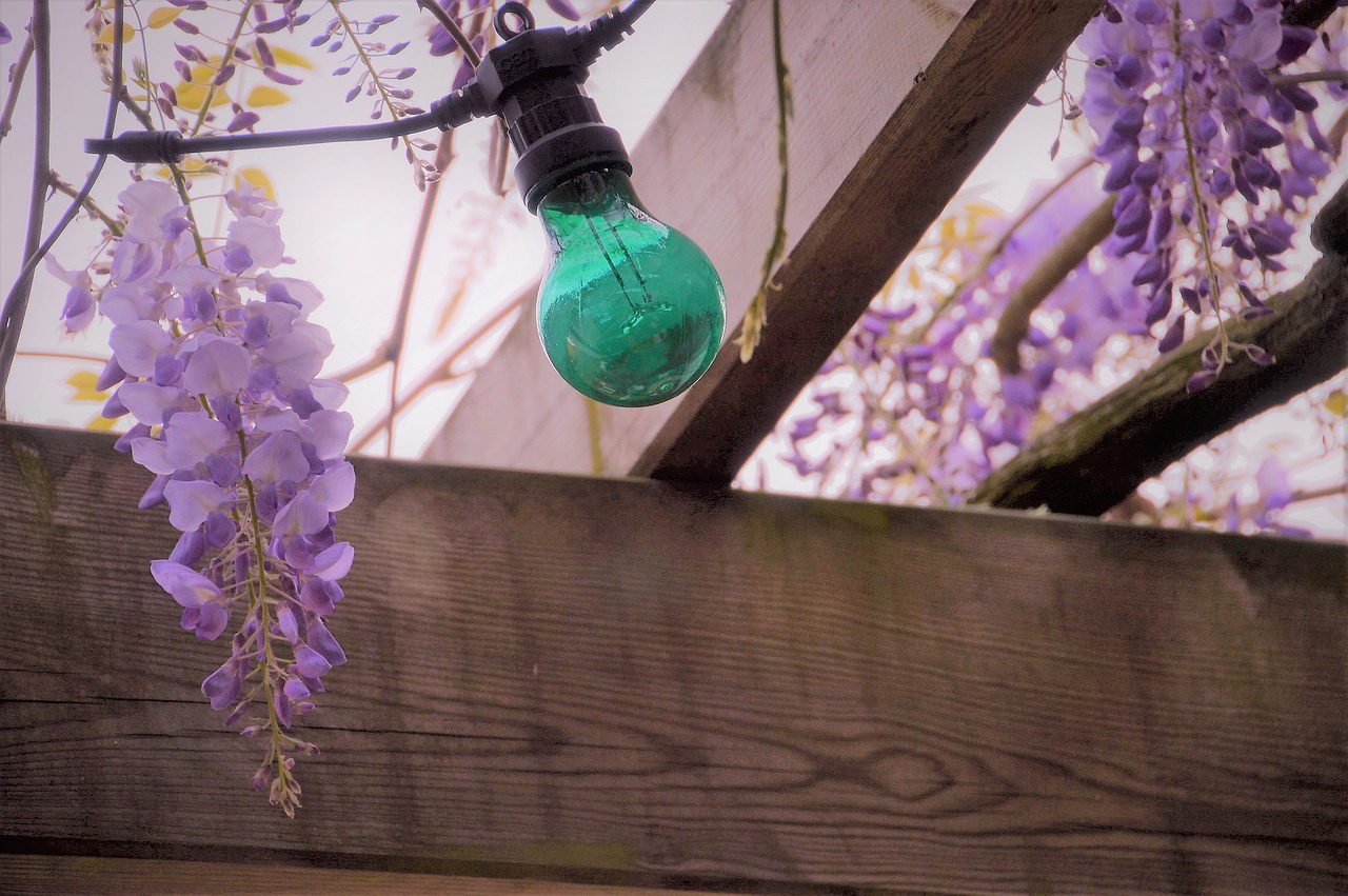 wisteria  glycine  flower free photo