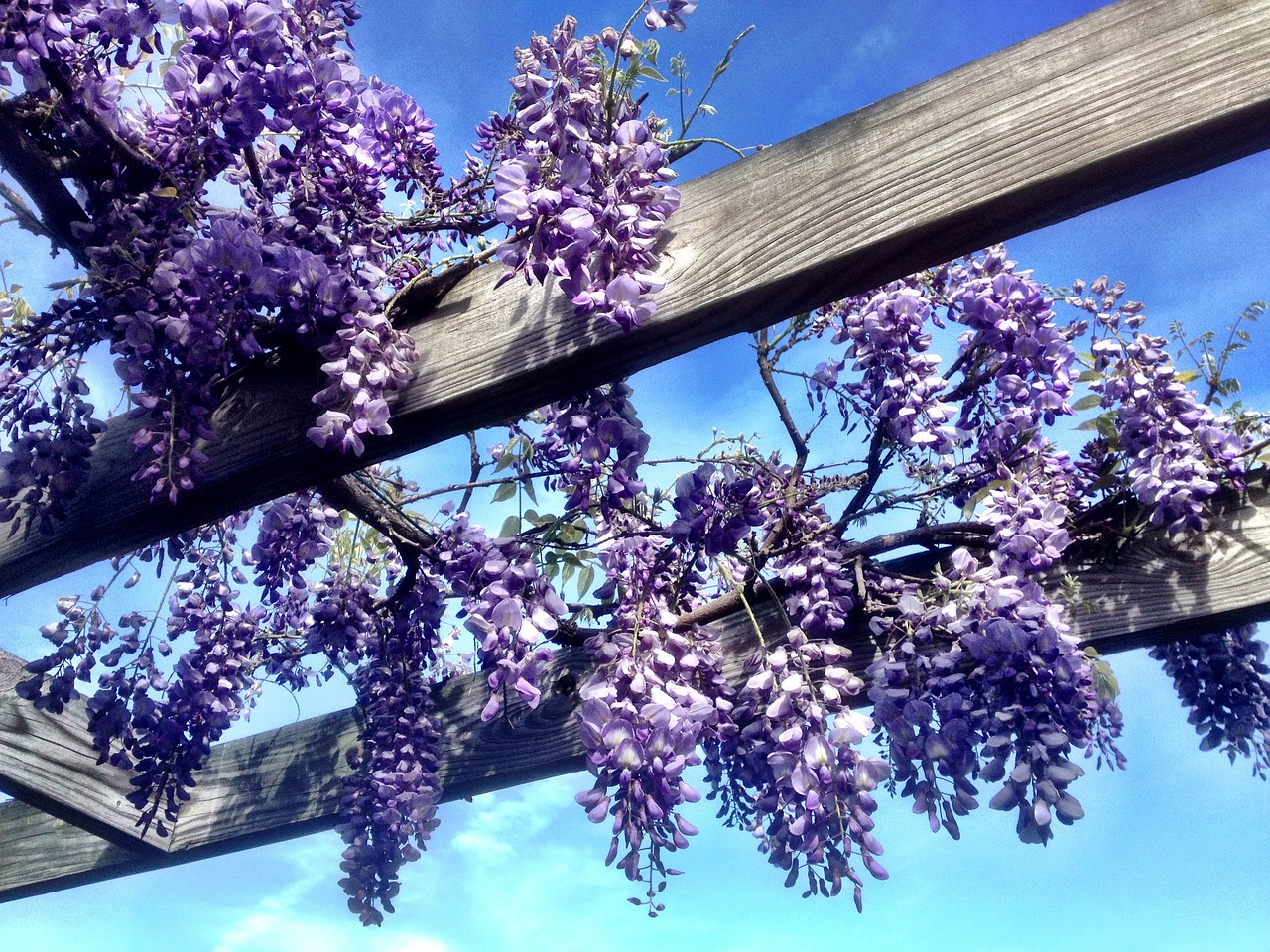 wisteria purple spring free photo