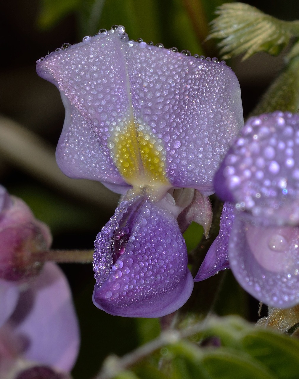 wisteria nature flower free photo