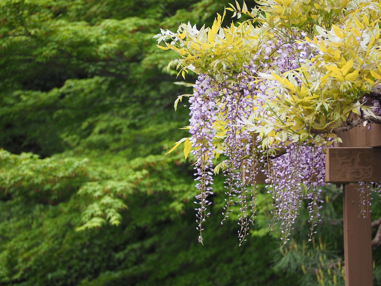 wisteria wisteria trellis flowers free photo