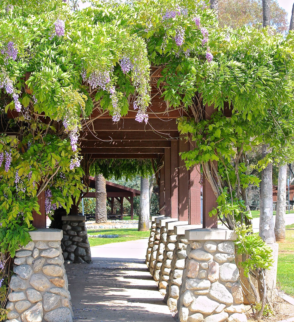 wisteria vine path free photo