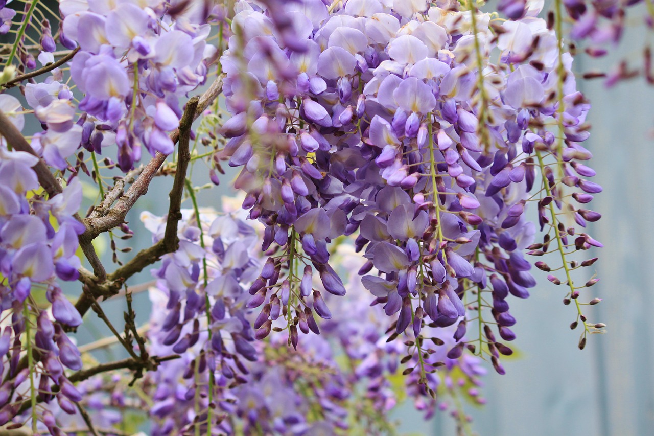 wisteria blue rain flowers free photo