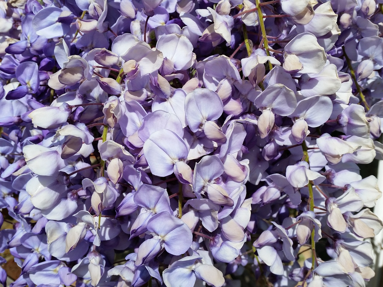 wisteria purple flower free photo