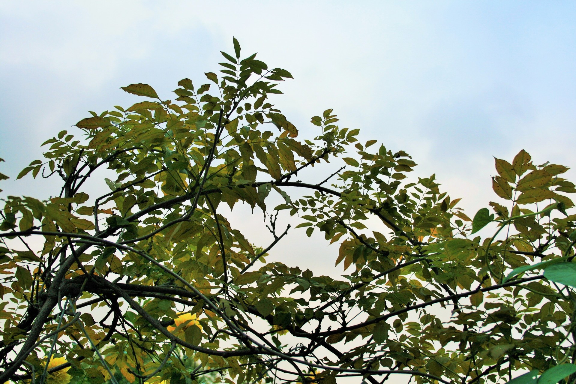 wisteria creeper leaves free photo