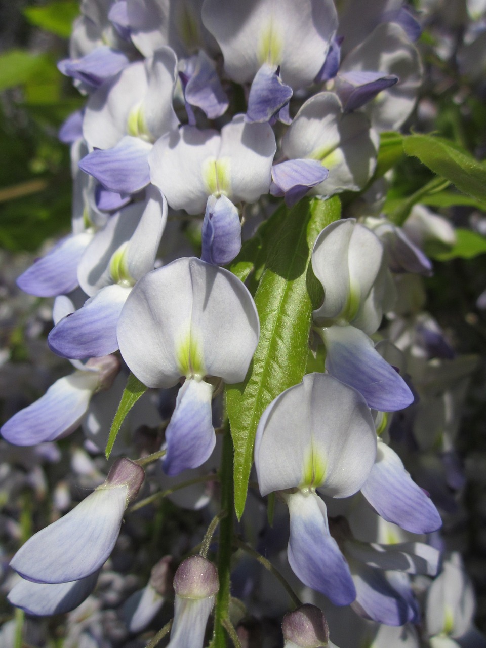 wisteria floribunda japanese wisteria wildflower free photo