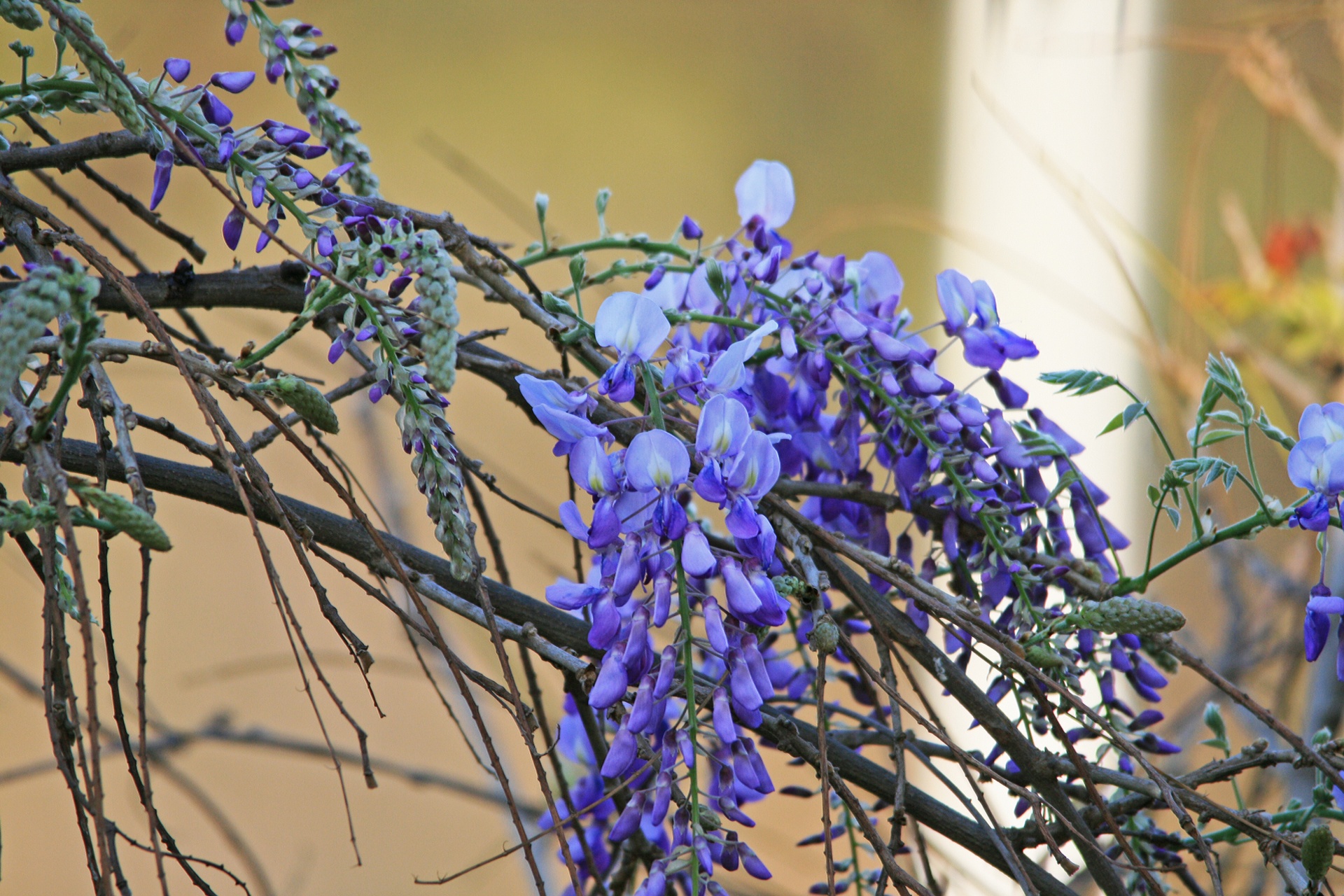 flower purple bluerain free photo