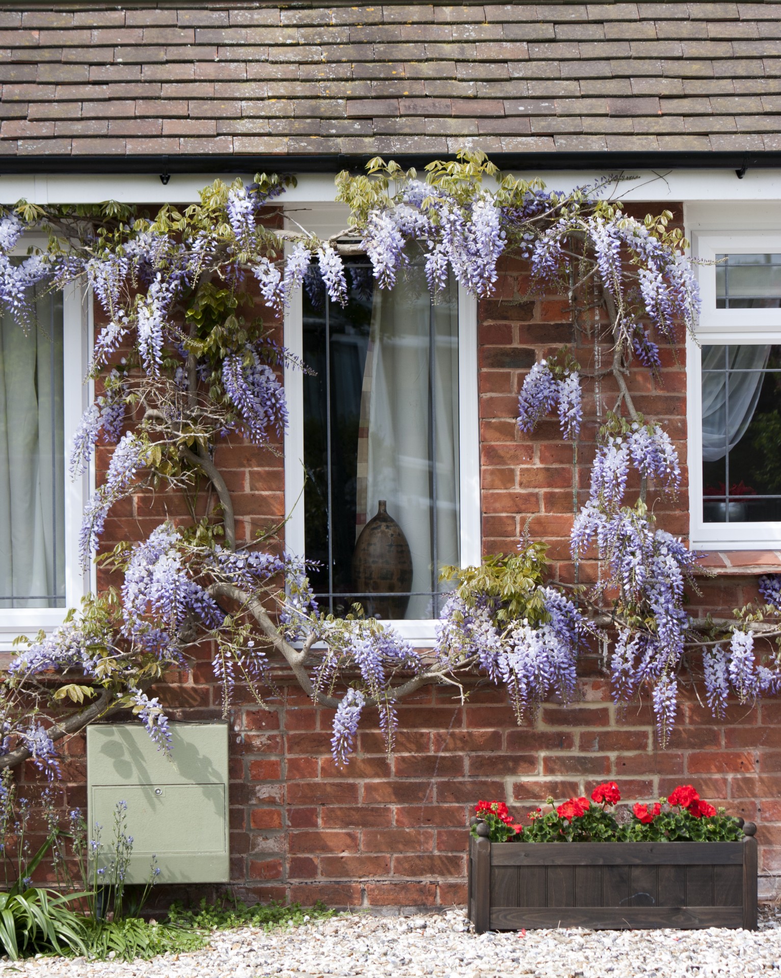 wisteria house window free photo